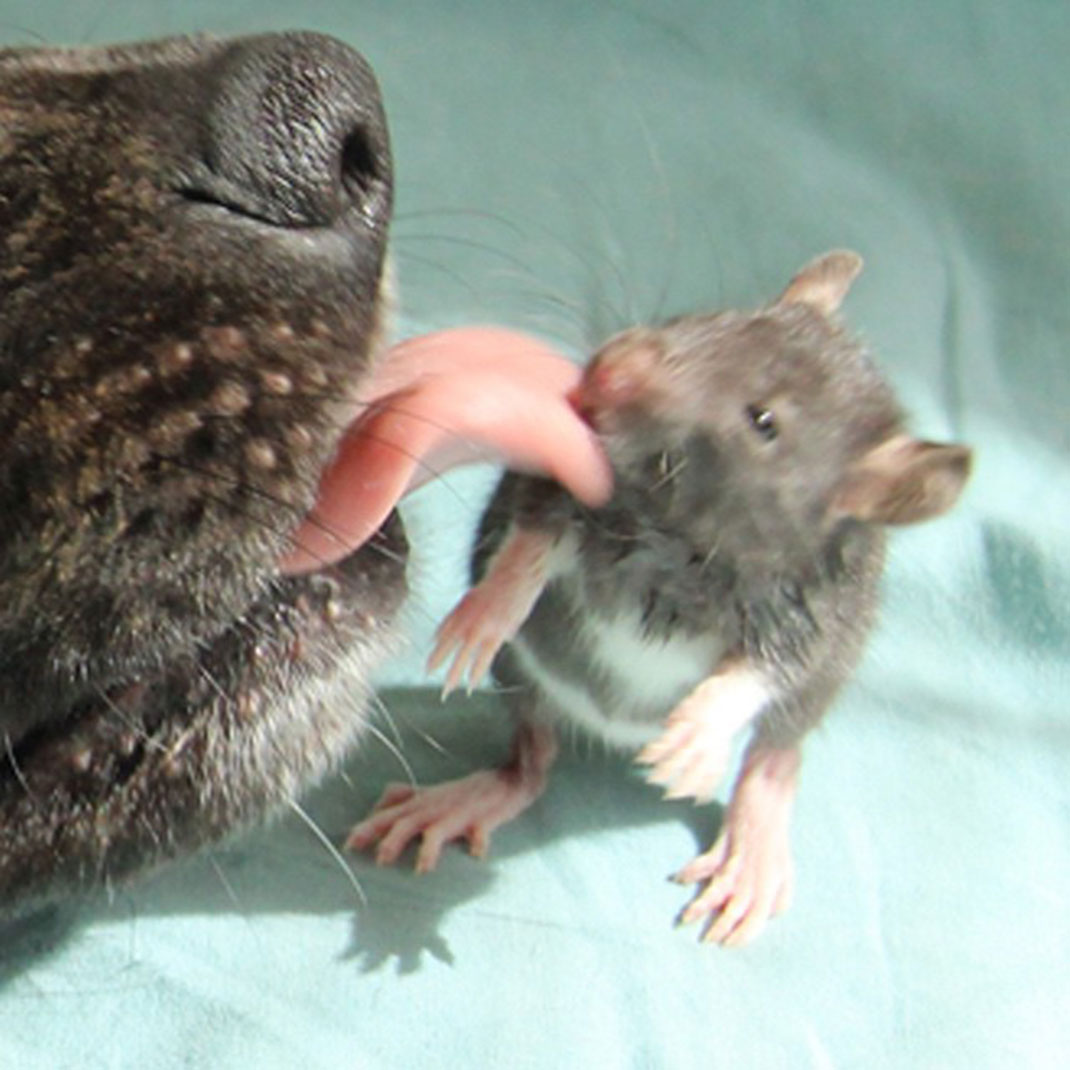 complicite-chien-rat