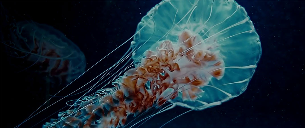 creature-monde-ocean