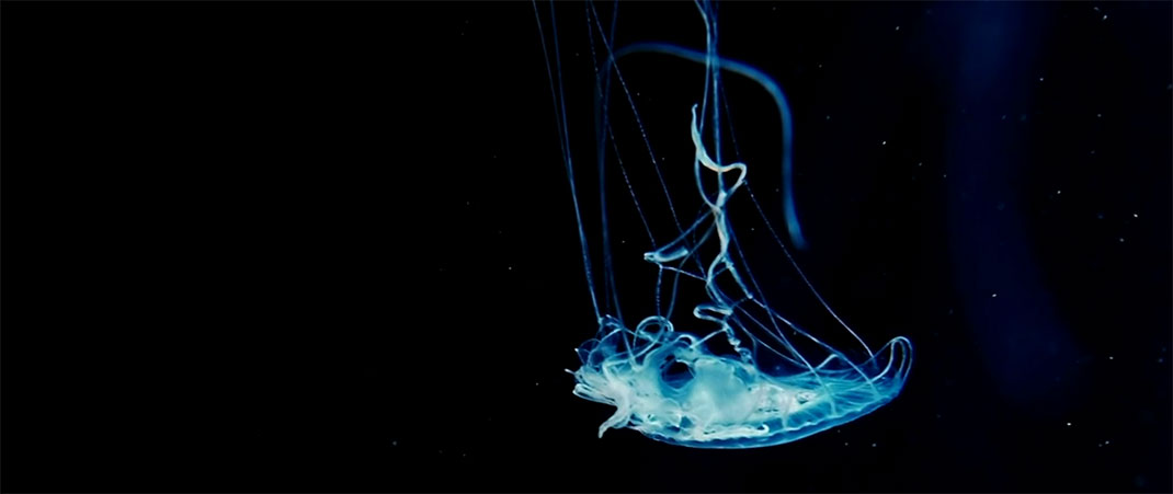 creature-ocean
