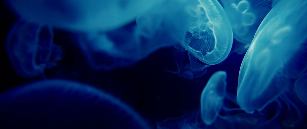 creature-soloviev