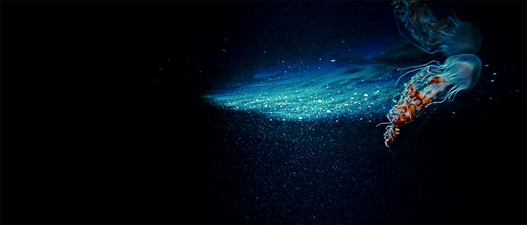 creature-sous-marine