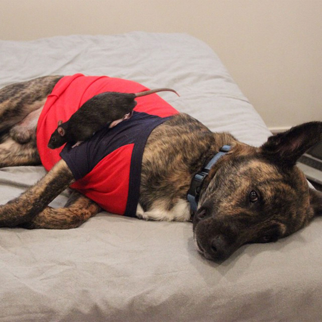 dormir-chien-rat