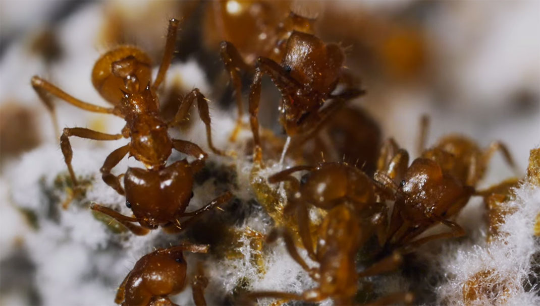 fourmis-activites