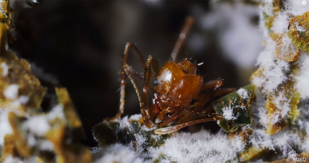 fourmis-nid