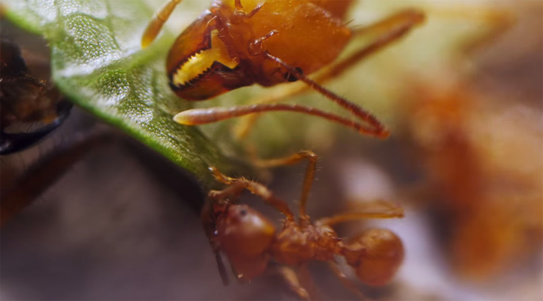 fourmis-plante