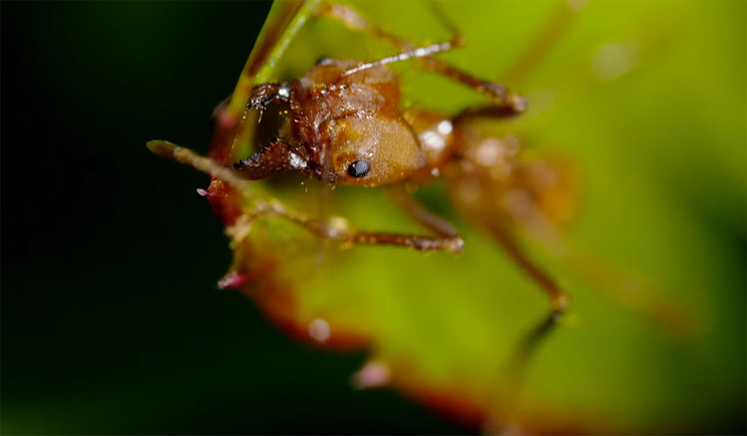 fourmis-rouge