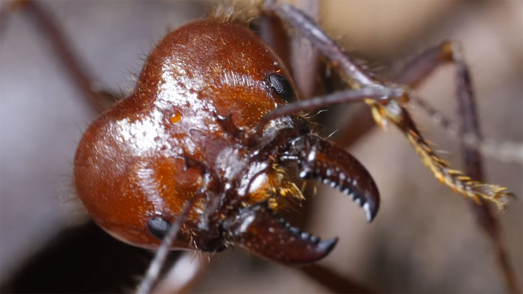 fourmis-tete
