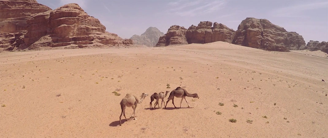 jordanie-dromadaires