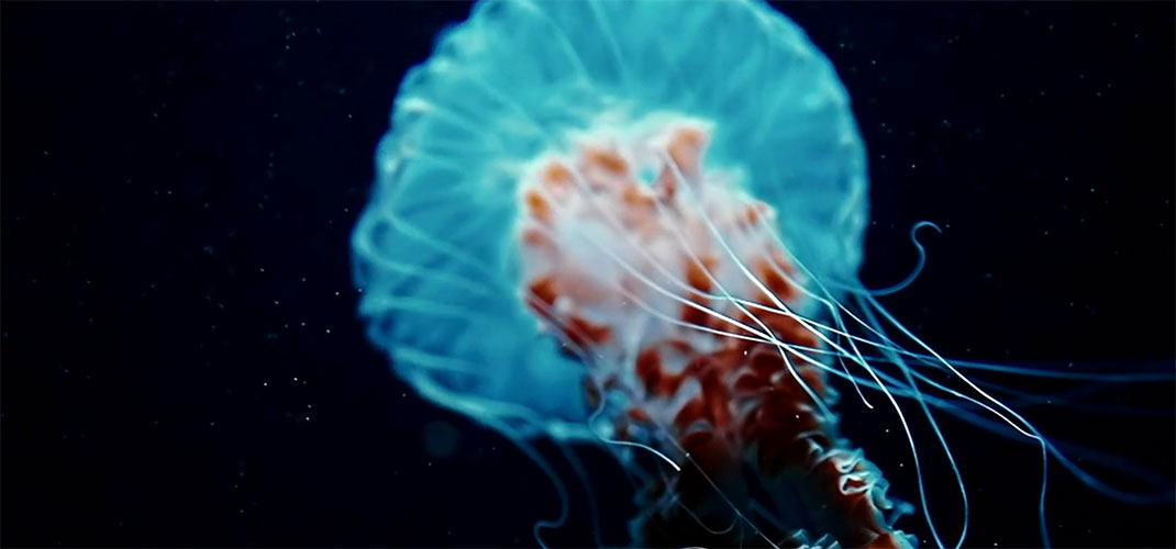 meduse-magnifique
