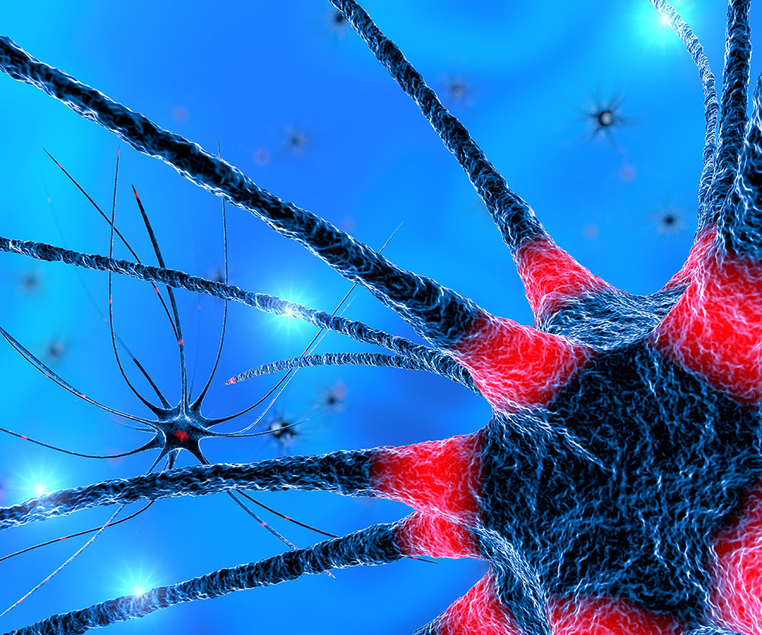 neurones