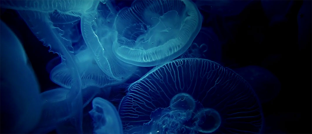 ocean-creature