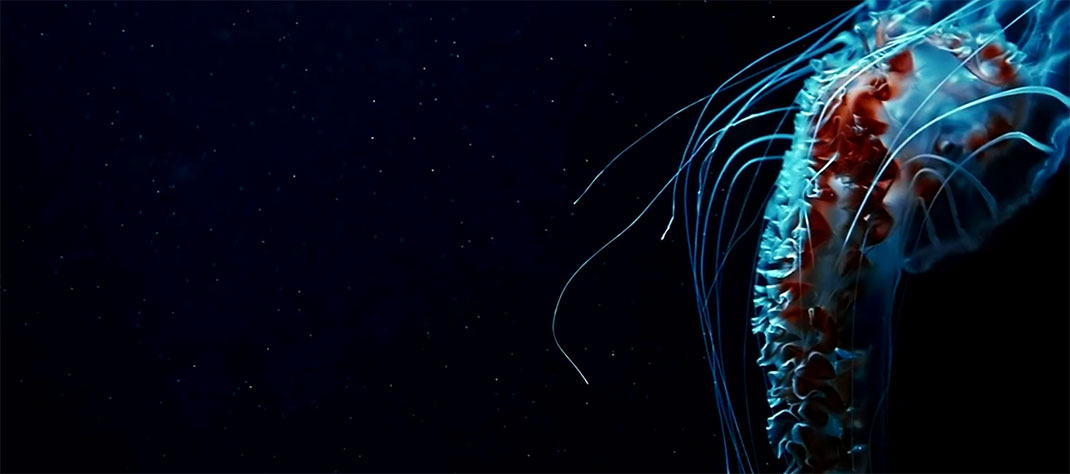 ocean-monde