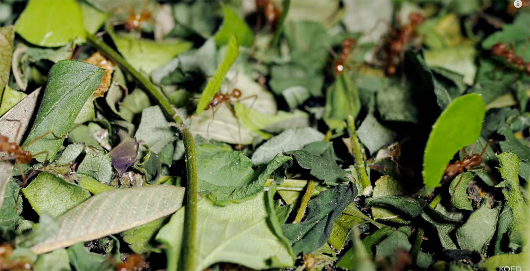 plantes-vertes-fourmis