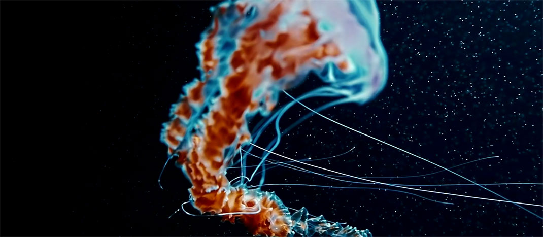 sous-marin-creatures