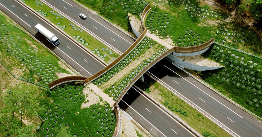 une-animaux-routes-ponts