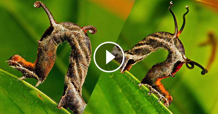 une-chenille-bizarre