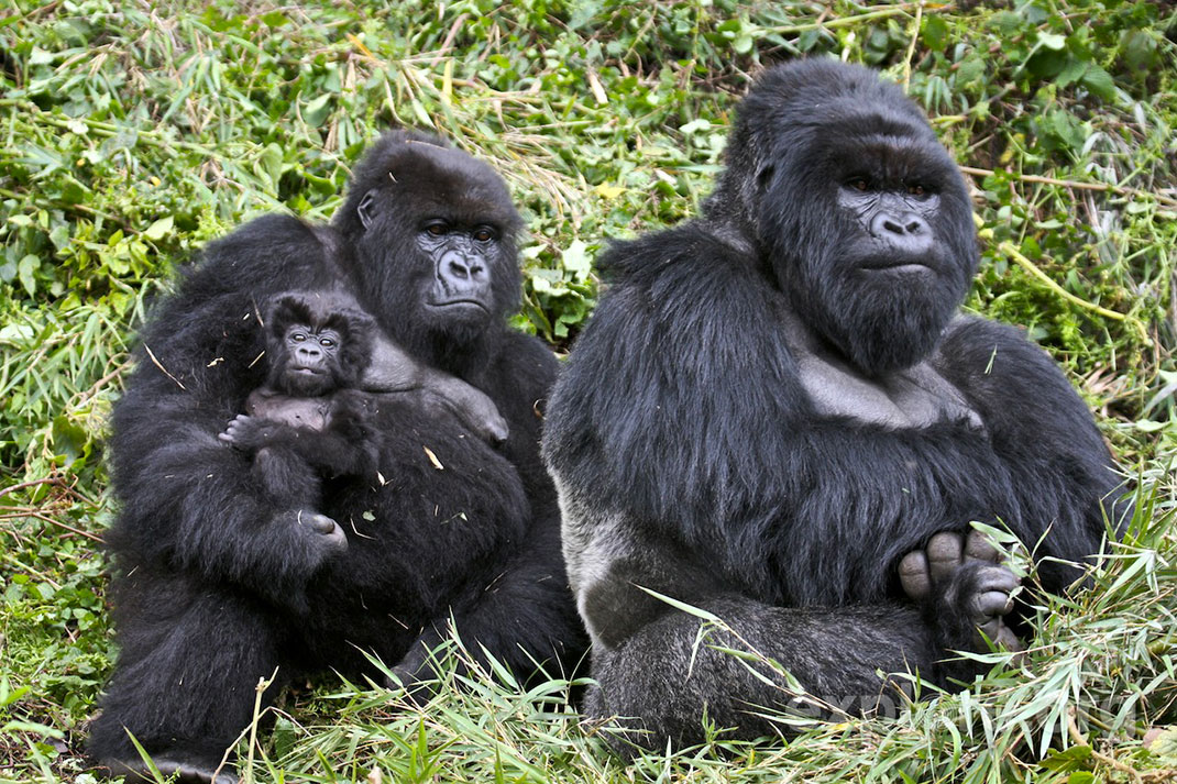 1-Volcanoes-National-Park