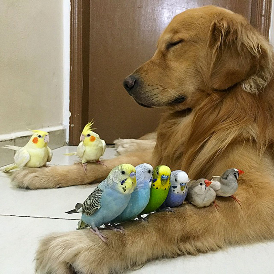 17-Bob-Dog