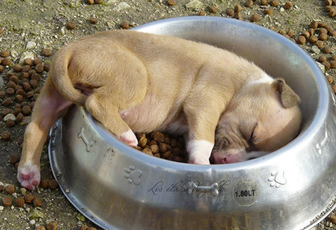 2-sleeping-pupies