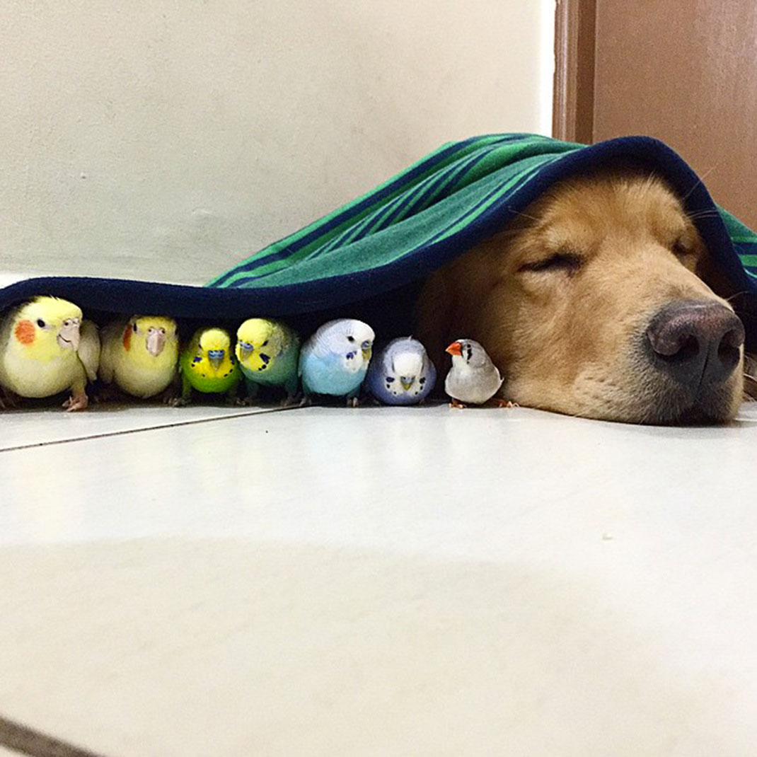 25-Bob-Dog.