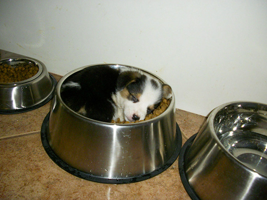 3-sleeping-pupies