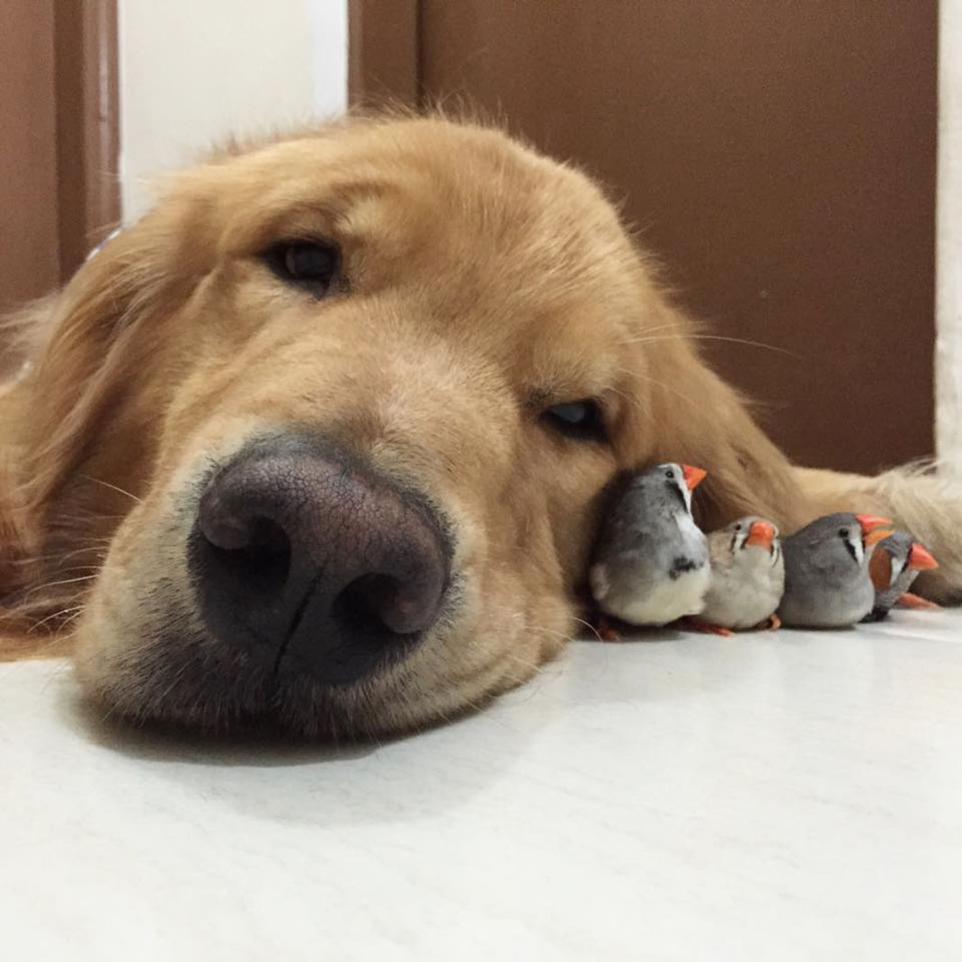4-Bob-Dog