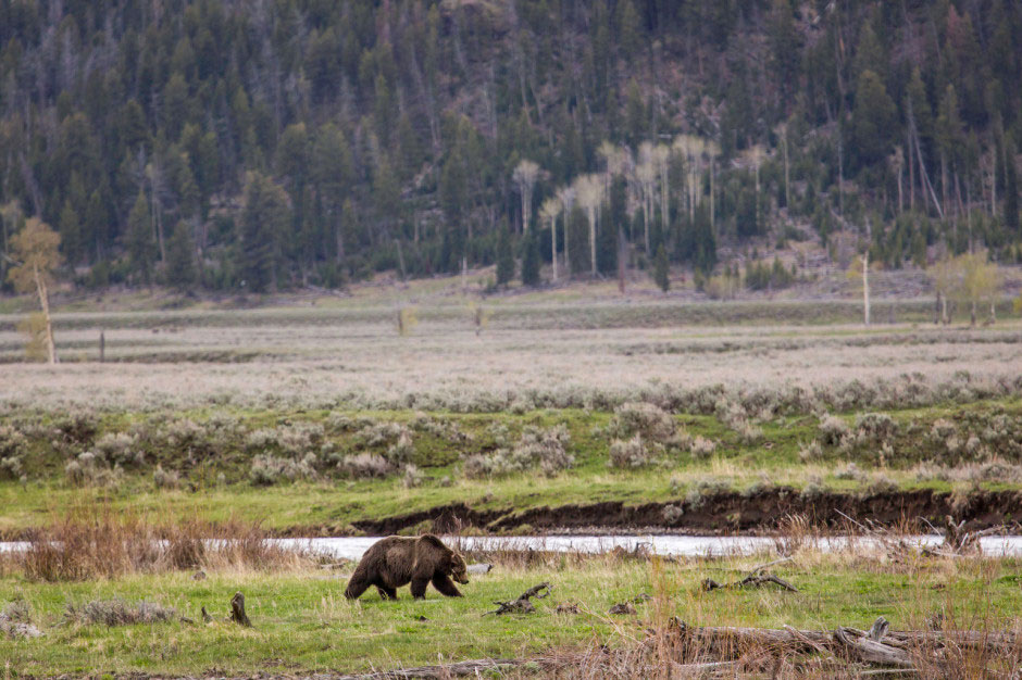 4-grizzly-lamar-Valley--Yellowstone