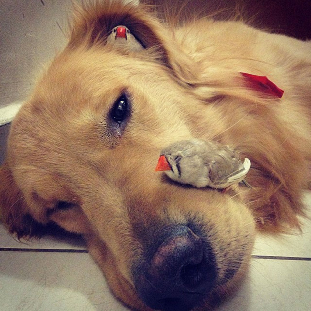 9-Bob-Dog