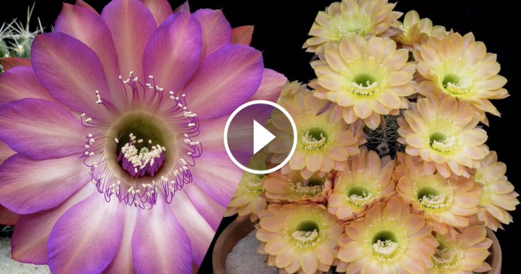 Floraison une 2