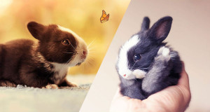 Petit lapins une
