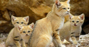 Une-chat-sable