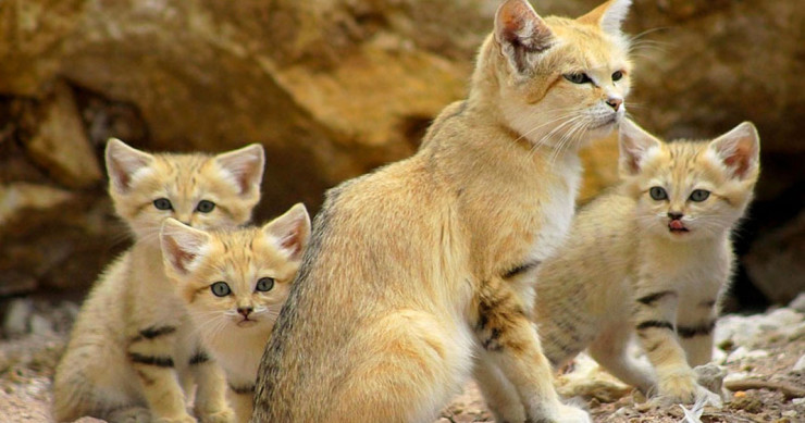 Une-chat-sable