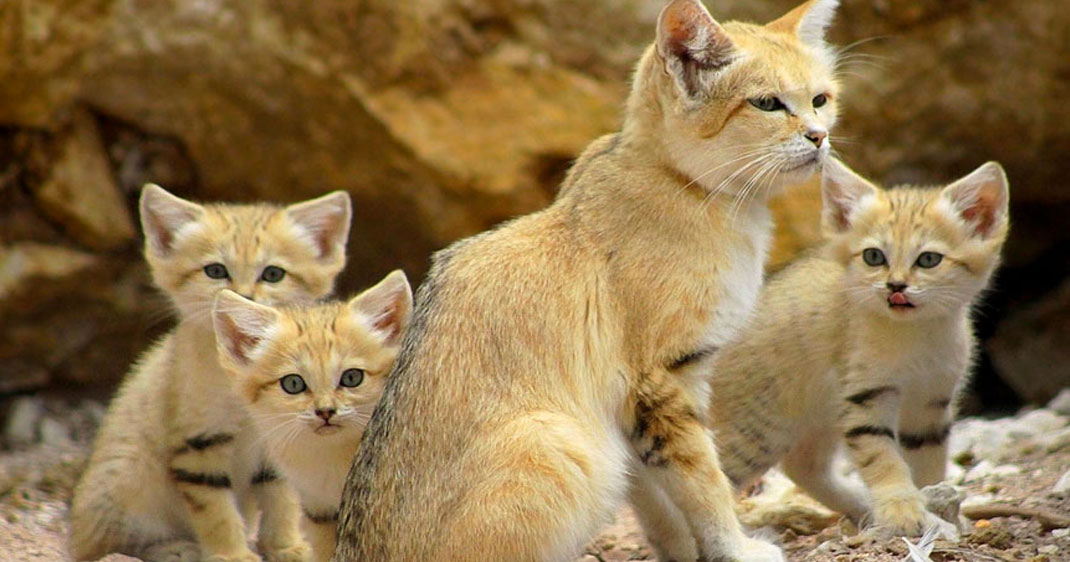Une-chat-sable