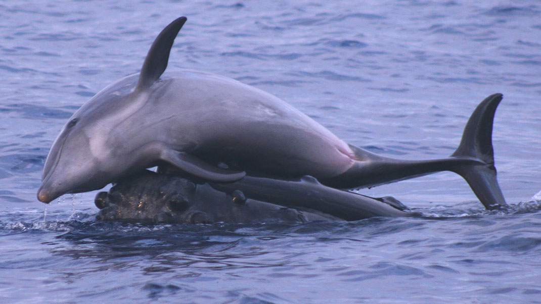 amitie-dauphin-baleine