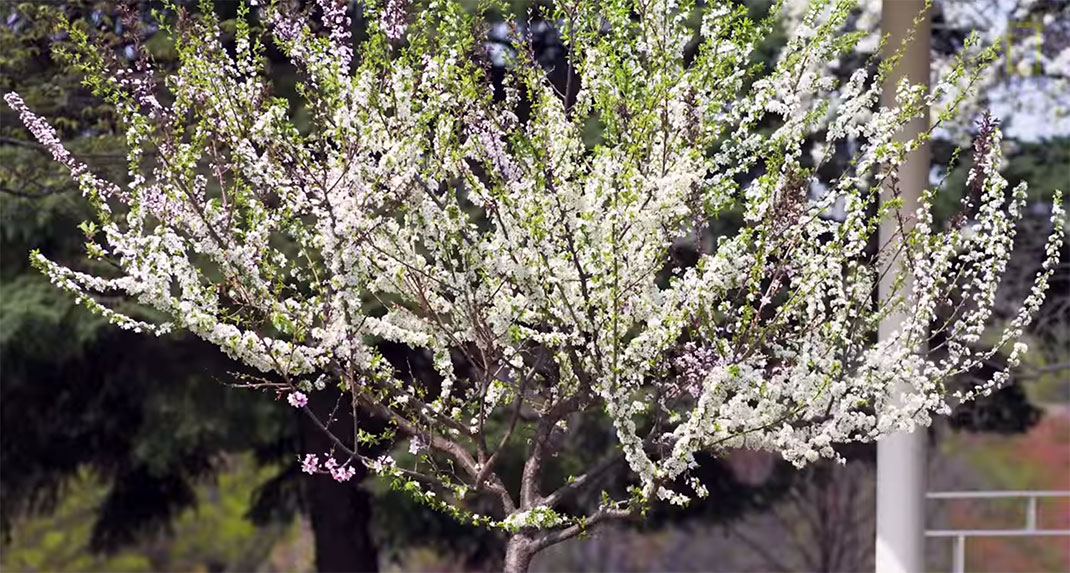 arbre-40-fruits-13