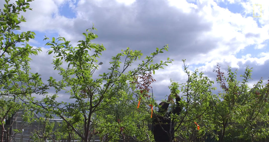 arbre-40-fruits-16