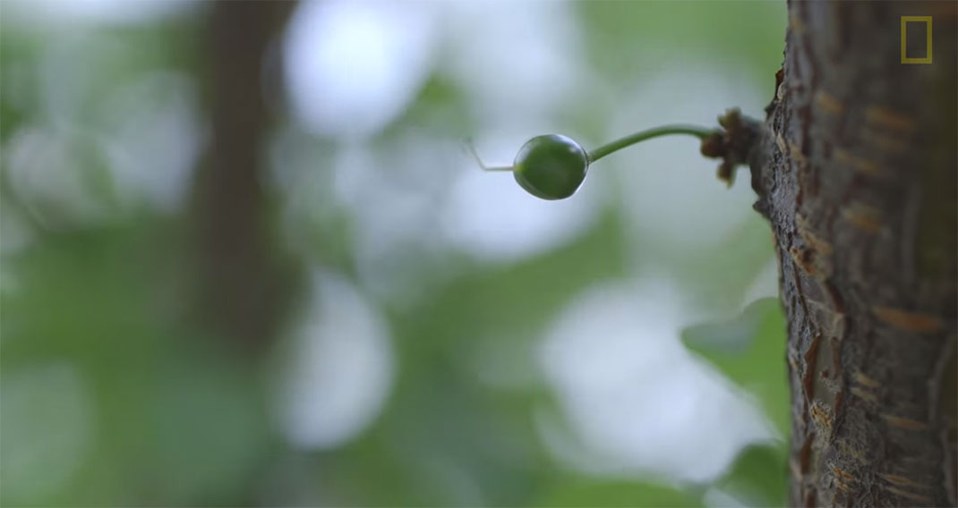 arbre-40-fruits-5