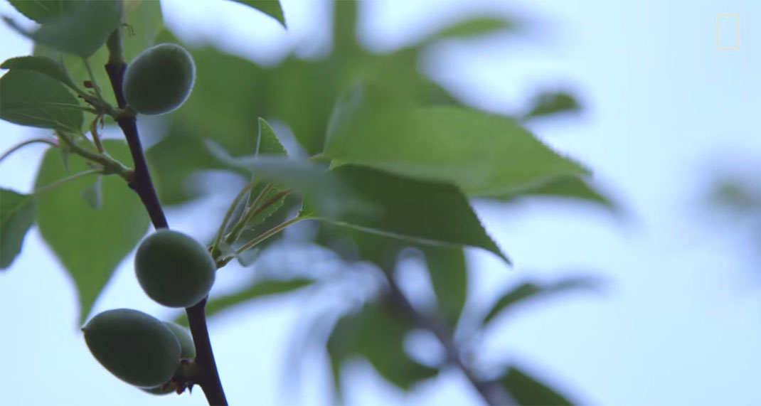 arbre-40-fruits-6