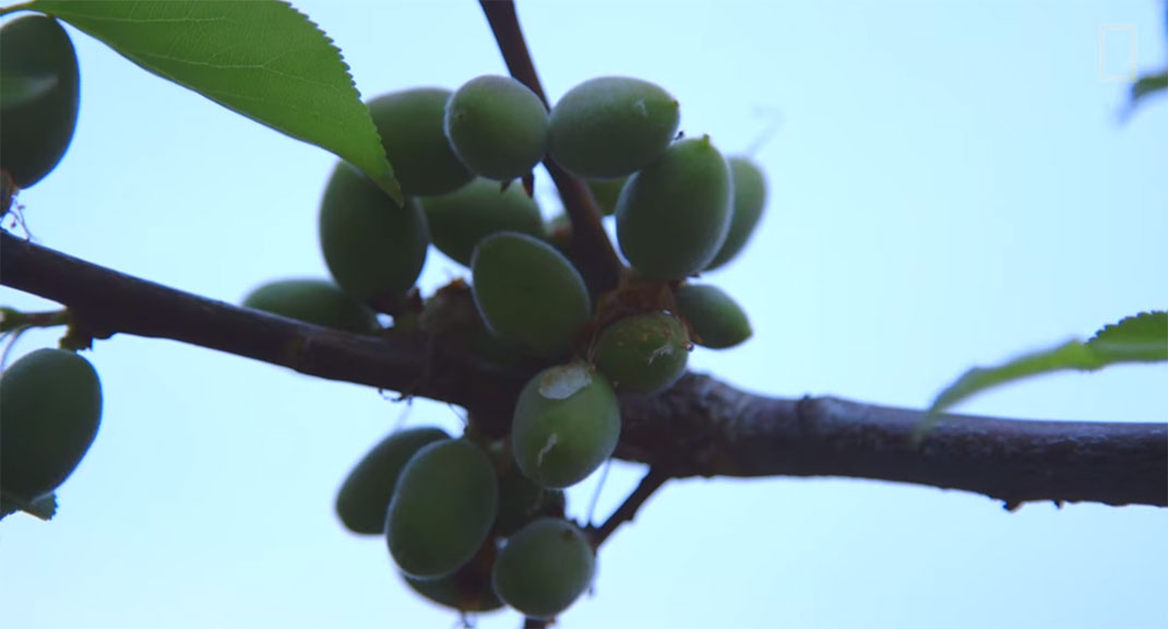 arbre-40-fruits-7