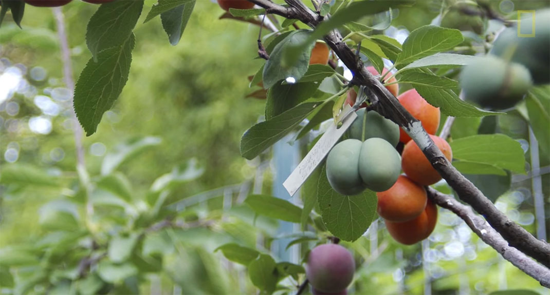 arbre-40-fruits-8