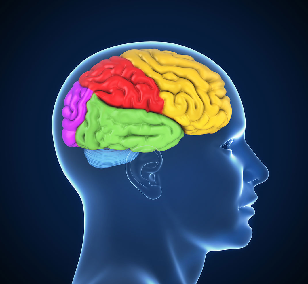 cerveau