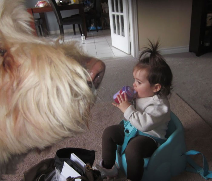 chien-bebe