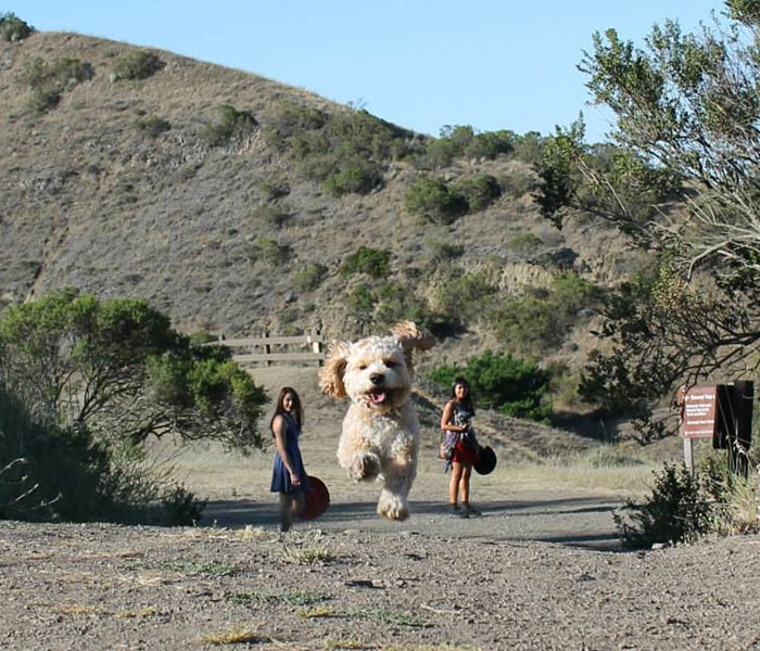 chien-cours