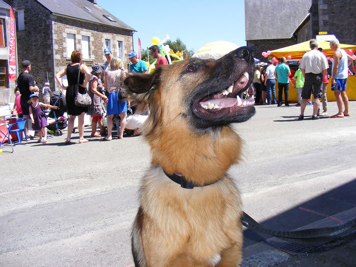 chien-fete