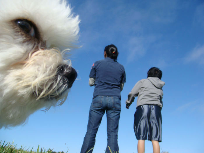 chien-grosse-tete