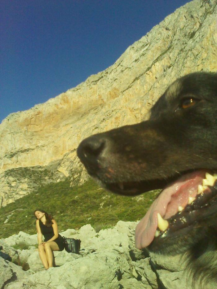 chien-gueule-ouverte