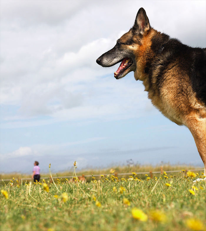 chien-homme-petit
