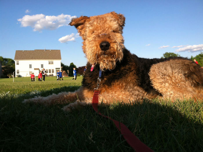 chien-immense-herbe
