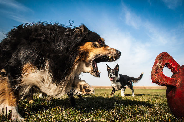 chien-magne-chien