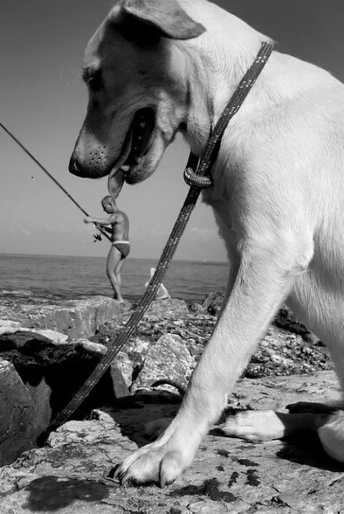 chien-mange-humain